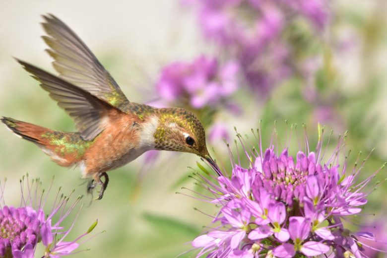 Pollinator Plants, Butterfly Plants, Hummingbird Plants, Bee Plants, Western US Plants, Idaho Native Plants, Native Plants