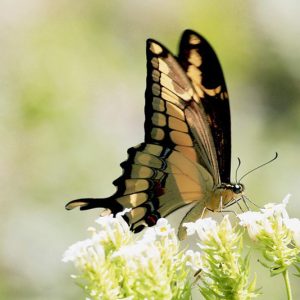 Pollinator Plants, Butterfly Plants, Hummingbird Plants, Bee Plants, Southeast Plants, Kentucky Native Plants, Native Plants