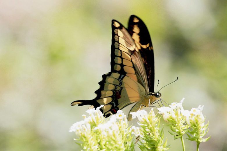 Pollinator Plants, Butterfly Plants, Hummingbird Plants, Bee Plants, Southeast Plants, Kentucky Native Plants, Native Plants