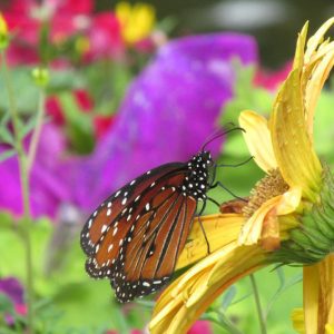 Pollinator Plants, Butterfly Plants, Hummingbird Plants, Bee Plants, Southeast Plants, Louisiana Native Plants, Native Plants