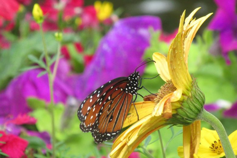 Pollinator Plants, Butterfly Plants, Hummingbird Plants, Bee Plants, Southeast Plants, Louisiana Native Plants, Native Plants