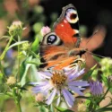 Pollinator Plants, Butterfly Plants, Hummingbird Plants, Bee Plants, Northeast Plants, New England Plants, Maine Native Plants, Native Plants
