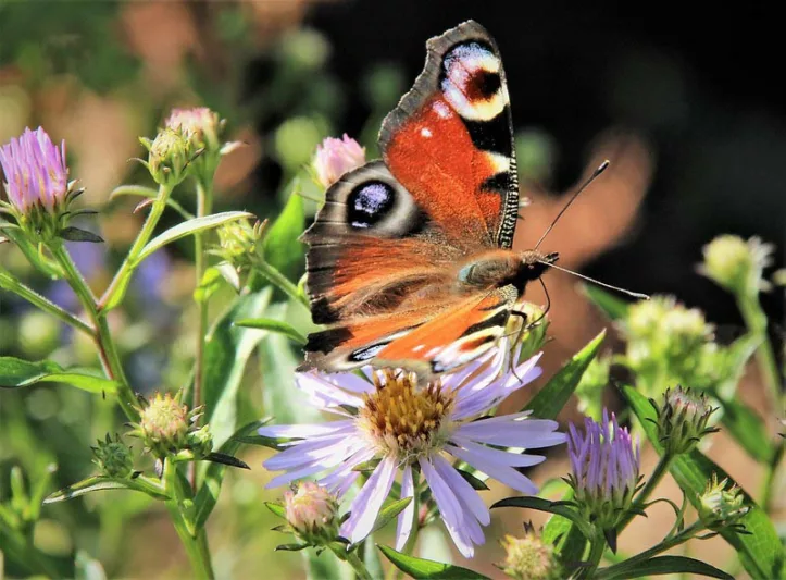 Pollinator Plants, Butterfly Plants, Hummingbird Plants, Bee Plants, Northeast Plants, New England Plants, Maine Native Plants, Native Plants