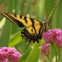 Pollinator Plants, Butterfly Plants, Hummingbird Plants, Bee Plants, Northeast Plants, Mid-Atlantic Plants, Maryland Native Plants, Native Plants