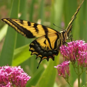 Pollinator Plants, Butterfly Plants, Hummingbird Plants, Bee Plants, Northeast Plants, Mid-Atlantic Plants, Maryland Native Plants, Native Plants