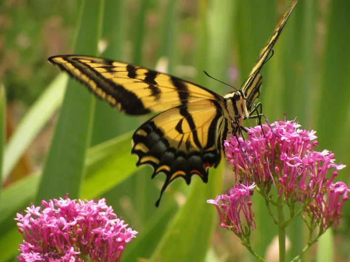 Pollinator Plants, Butterfly Plants, Hummingbird Plants, Bee Plants, Northeast Plants, Mid-Atlantic Plants, Maryland Native Plants, Native Plants