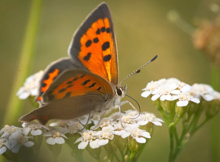 Pollinator Plants, Butterfly Plants, Hummingbird Plants, Bee Plants, Northeast Plants, New England Plants, Massachusetts Native Plants, Native Plants