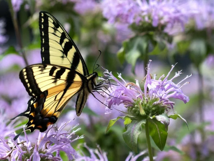 Pollinator Plants, Butterfly Plants, Hummingbird Plants, Bee Plants, Midwest Plants, Michigan Native Plants, Native Plants