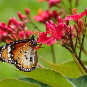 Pollinator Plants, Butterfly Plants, Hummingbird Plants, Bee Plants, Southeast Plants, Mississippi Native Plants, Native Plants