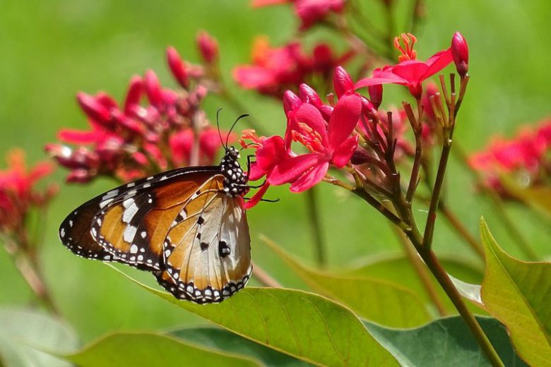 Pollinator Plants, Butterfly Plants, Hummingbird Plants, Bee Plants, Southeast Plants, Mississippi Native Plants, Native Plants