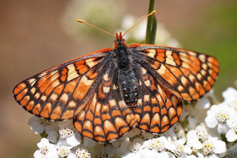 Pollinator Plants, Butterfly Plants, Hummingbird Plants, Bee Plants, Western US Plants, Montana Native Plants, Native Plants