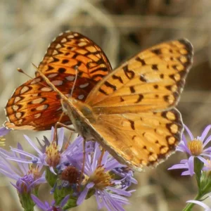 Pollinator Plants, Butterfly Plants, Hummingbird Plants, Bee Plants, Western US Plants, Nevada Native Plants, Native Plants