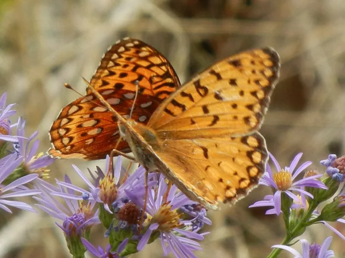Pollinator Plants, Butterfly Plants, Hummingbird Plants, Bee Plants, Western US Plants, Nevada Native Plants, Native Plants