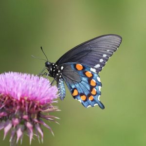 Pollinator Plants, Butterfly Plants, Hummingbird Plants, Bee Plants, Northeast Plants, New England Plants, New Hampshire Native Plants, Native Plants