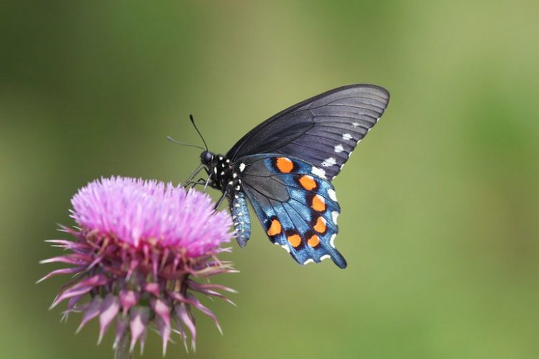 Pollinator Plants, Butterfly Plants, Hummingbird Plants, Bee Plants, Northeast Plants, New England Plants, New Hampshire Native Plants, Native Plants