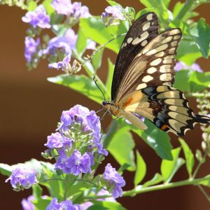 Pollinator Plants, Butterfly Plants, Hummingbird Plants, Bee Plants, Western US Plants, New Mexico Native Plants, Native Plants