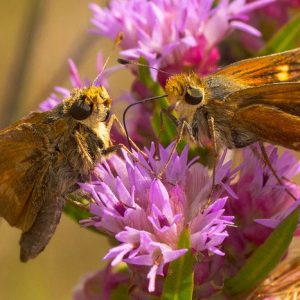 Pollinator Plants, Butterfly Plants, Hummingbird Plants, Bee Plants, Northeast Plants, New-York Native Plants, Native Plants