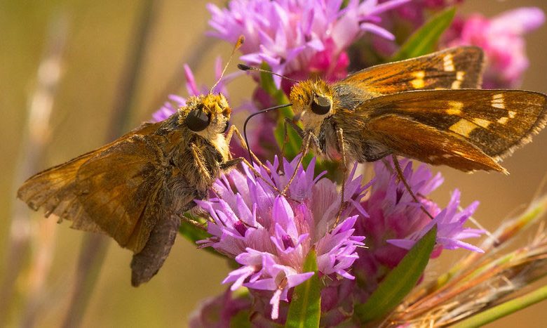 Pollinator Plants, Butterfly Plants, Hummingbird Plants, Bee Plants, Northeast Plants, New-York Native Plants, Native Plants