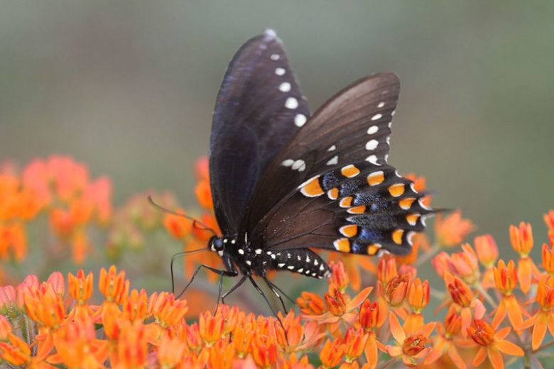 Pollinator Plants, Butterfly Plants, Hummingbird Plants, Bee Plants, Southeast Plants, North Carolina Native Plants, Native Plants