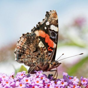 Pollinator Plants, Butterfly Plants, Hummingbird Plants, Bee Plants, Western US Plants, Northern California Native Plants, Native Plants
