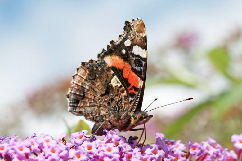 Pollinator Plants, Butterfly Plants, Hummingbird Plants, Bee Plants, Western US Plants, Northern California Native Plants, Native Plants