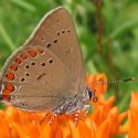 Pollinator Plants, Butterfly Plants, Hummingbird Plants, Bee Plants, Midwest Plants, Ohio Native Plants, Native Plants