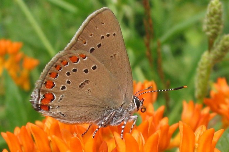 Pollinator Plants, Butterfly Plants, Hummingbird Plants, Bee Plants, Midwest Plants, Ohio Native Plants, Native Plants