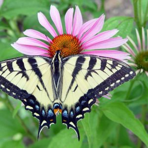 Pollinator Plants, Butterfly Plants, Hummingbird Plants, Bee Plants, Southeast Plants, Oklahoma Native Plants, Native Plants