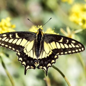 Pollinator Plants, Butterfly Plants, Hummingbird Plants, Bee Plants, Western US Plants, Oregon Native Plants, Native Plants