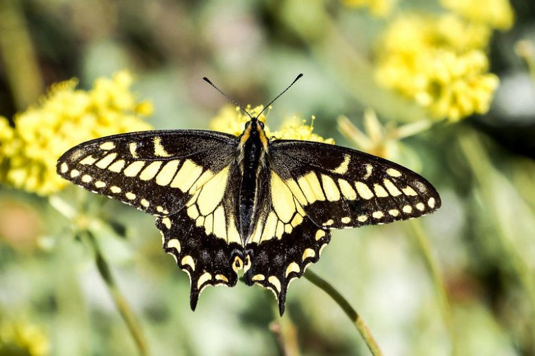 Pollinator Plants, Butterfly Plants, Hummingbird Plants, Bee Plants, Western US Plants, Oregon Native Plants, Native Plants
