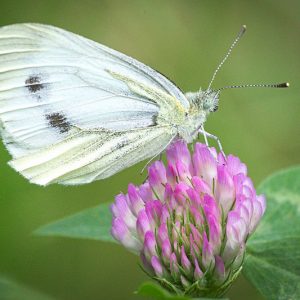 Pollinator Plants, Butterfly Plants, Hummingbird Plants, Bee Plants, Northeast Plants, New England Plants, Rhode Island Native Plants, Native Plants