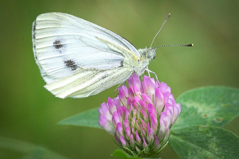 Pollinator Plants, Butterfly Plants, Hummingbird Plants, Bee Plants, Northeast Plants, New England Plants, Rhode Island Native Plants, Native Plants
