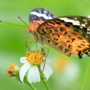 Pollinator Plants, Butterfly Plants, Hummingbird Plants, Bee Plants, Southeast Plants, South Carolina Native Plants, Native Plants