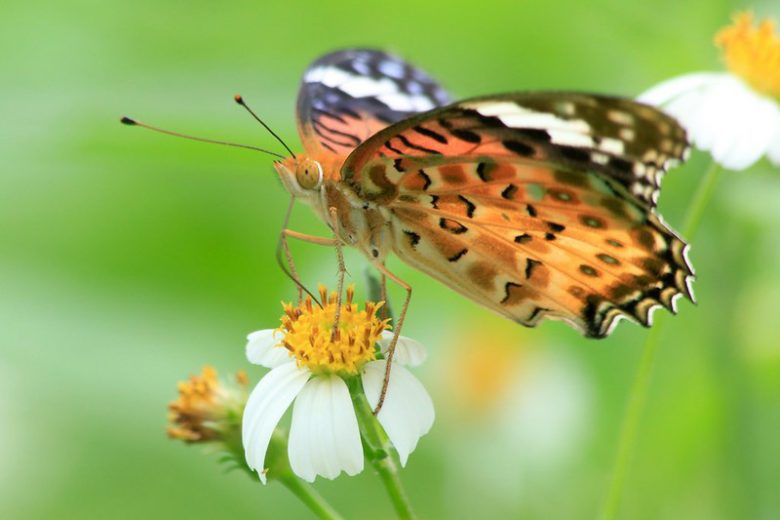 Pollinator Plants, Butterfly Plants, Hummingbird Plants, Bee Plants, Southeast Plants, South Carolina Native Plants, Native Plants