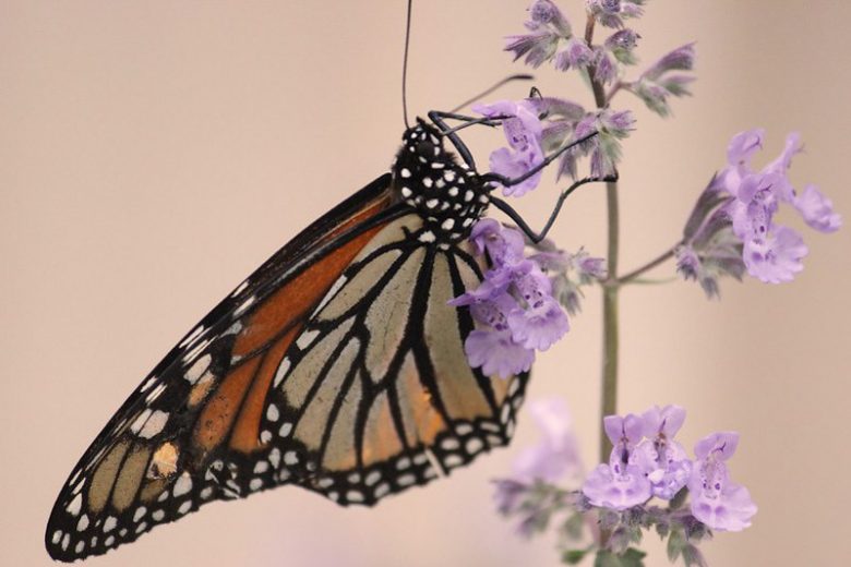 Pollinator Plants, Butterfly Plants, Hummingbird Plants, Bee Plants, Midwest Plants, South Dakota Native Plants, Native Plants