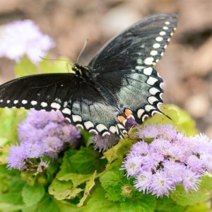 Pollinator Plants, Butterfly Plants, Hummingbird Plants, Bee Plants, South Plants, Texas Native Plants, Native Plants