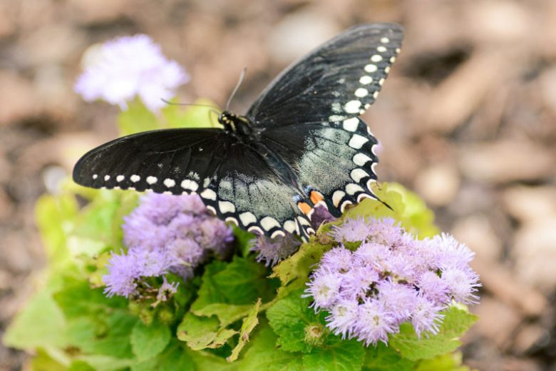 Pollinator Plants, Butterfly Plants, Hummingbird Plants, Bee Plants, South Plants, Texas Native Plants, Native Plants