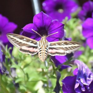 Pollinator Plants, Butterfly Plants, Hummingbird Plants, Bee Plants, Western US Plants, Utah Native Plants, Native Plants