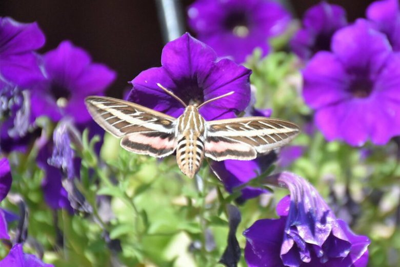 Pollinator Plants, Butterfly Plants, Hummingbird Plants, Bee Plants, Western US Plants, Utah Native Plants, Native Plants
