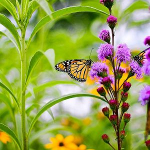 Pollinator Plants, Butterfly Plants, Hummingbird Plants, Bee Plants, Southeast Plants, Virginia Native Plants, Native Plants