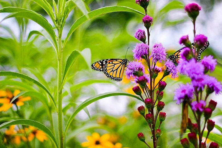 Pollinator Plants, Butterfly Plants, Hummingbird Plants, Bee Plants, Southeast Plants, Virginia Native Plants, Native Plants