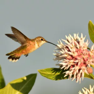 Pollinator Plants, Butterfly Plants, Hummingbird Plants, Bee Plants, Western US Plants, Washington Native Plants, Native Plants