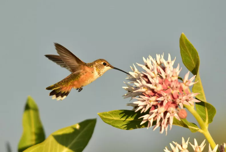 Pollinator Plants, Butterfly Plants, Hummingbird Plants, Bee Plants, Western US Plants, Washington Native Plants, Native Plants