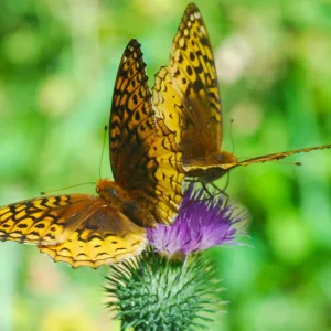 Pollinator Plants, Butterfly Plants, Hummingbird Plants, Bee Plants, Midwest Plants, Wisconsin Native Plants, Native Plants