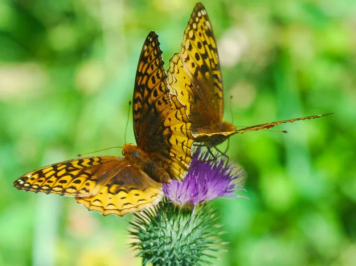 Pollinator Plants, Butterfly Plants, Hummingbird Plants, Bee Plants, Midwest Plants, Wisconsin Native Plants, Native Plants