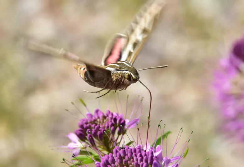 Pollinator Plants, Butterfly Plants, Hummingbird Plants, Bee Plants, Midwest Plants, Wyoming Native Plants, Native Plants