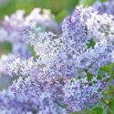 New England, New England garden, Best shrubs, shrubs for New England, Great shrubs, Top Shrubs, Northeast region, Northeast garden, Best shrubs for Northeast, shrubs for dry soil