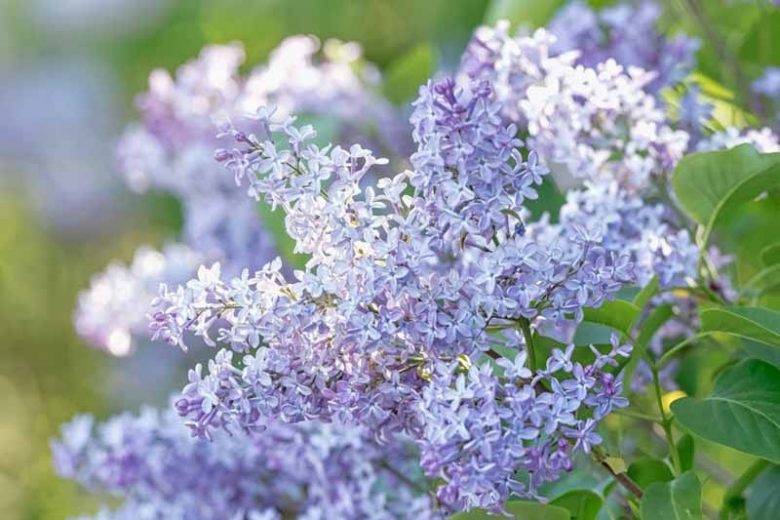 New England, New England garden, Best shrubs, shrubs for New England, Great shrubs, Top Shrubs, Northeast region, Northeast garden, Best shrubs for Northeast, shrubs for dry soil