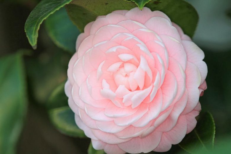 Mid-Atlantic, Mid-Atlantic garden, Best shrubs, shrubs for Mid-Atlantic, Great shrubs, Top Shrubs, Northeast region, Northeast garden, Best shrubs for Northeast, shrubs for slopes, shrubs for shade