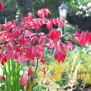 New England, New England garden, Best shrubs, shrubs for New England, Great shrubs, Top Shrubs, Northeast region, Northeast garden, Best shrubs for Northeast, shrubs for slopes, shrubs for shade